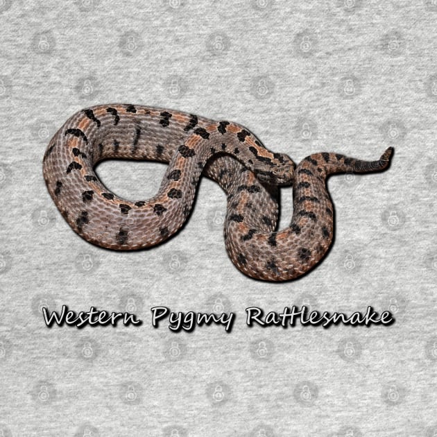 Western Pygmy Rattlesnake by Paul Prints